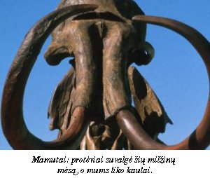 Mamutas
