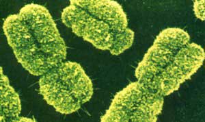 Chromosoma