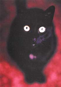 Kat�