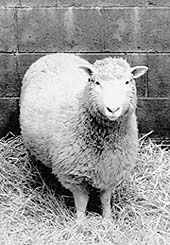 Dolly