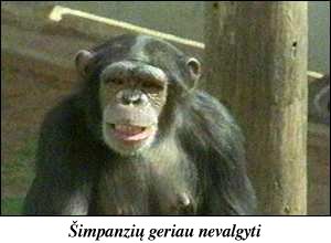 �impanz�