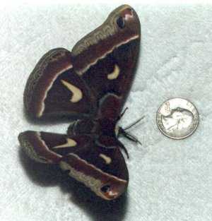 �ilkaverpis