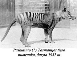 Tasmanijos tigras
