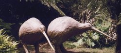 Kiwi