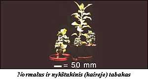 Tabakas